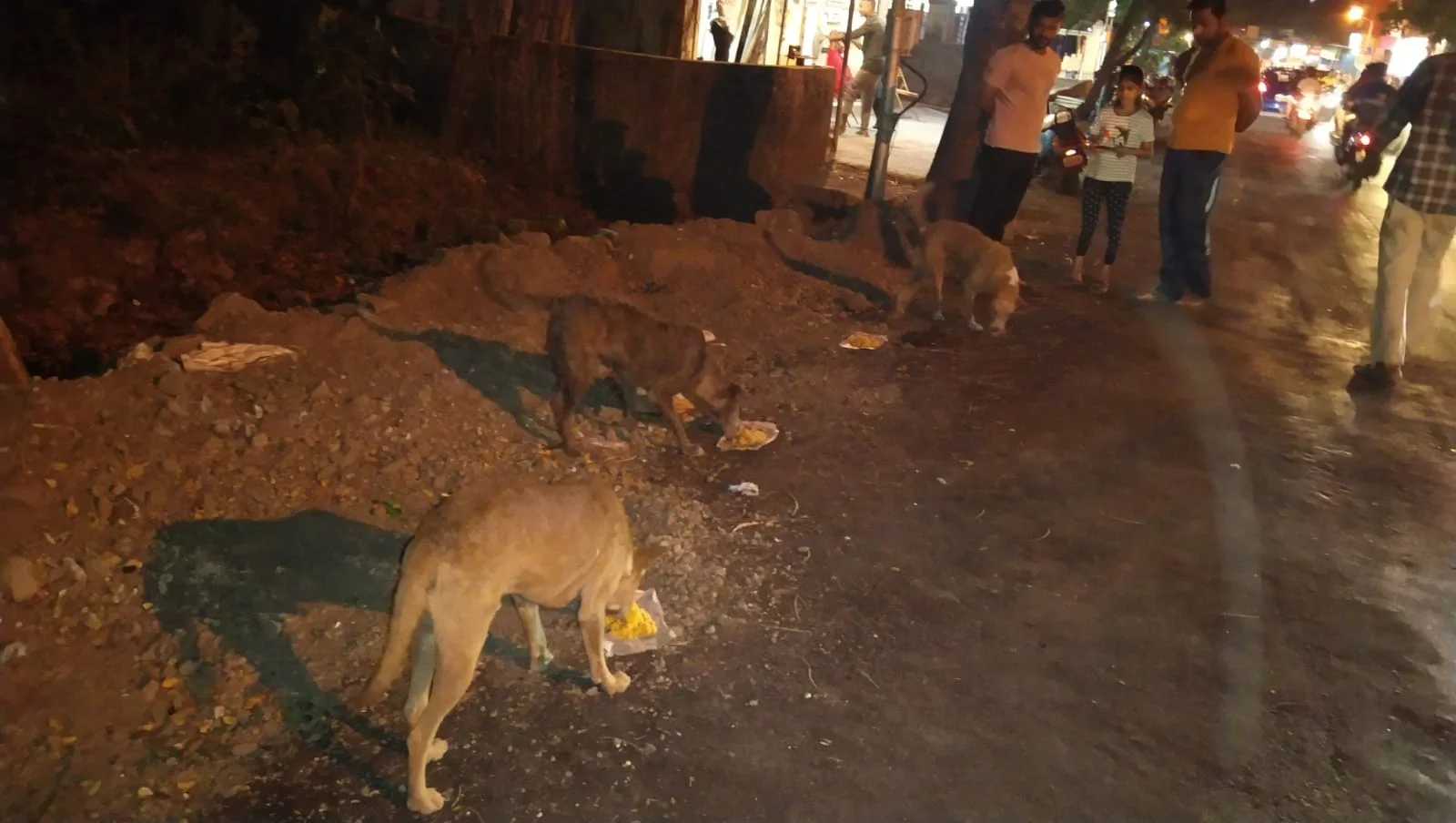 C.H.H.F's "Voice of Voiceless" Initiative: Nourishing Lives, Empowering Strays